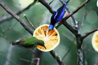Türkisnaschvogel und Palmentangar &ndash; &copy; Annett Müller (Eberhardt TRAVEL)